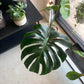 Monstera Deliciosa