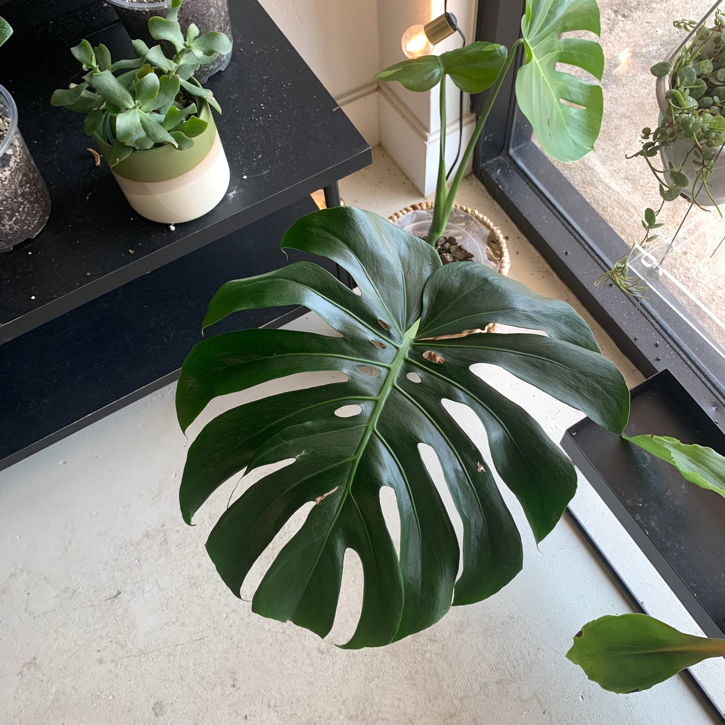 Monstera Deliciosa