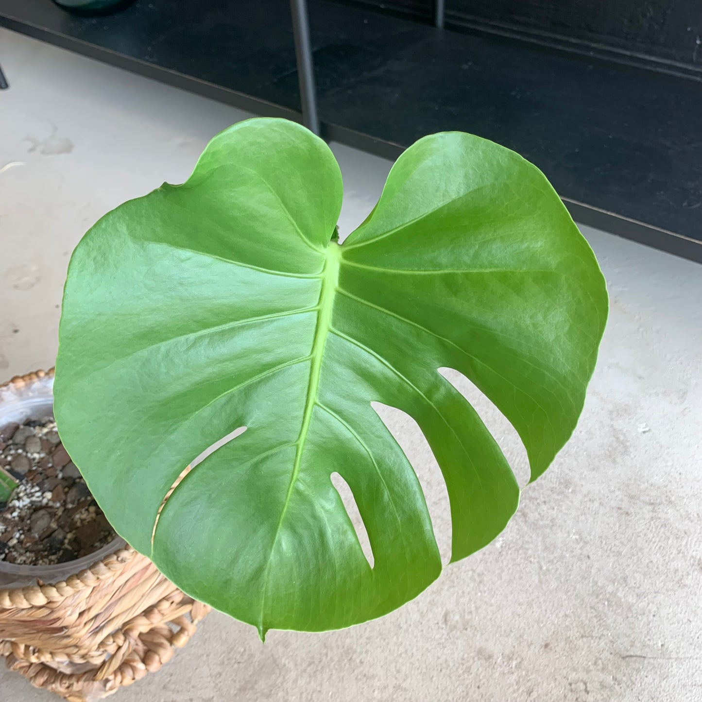 Monstera Deliciosa