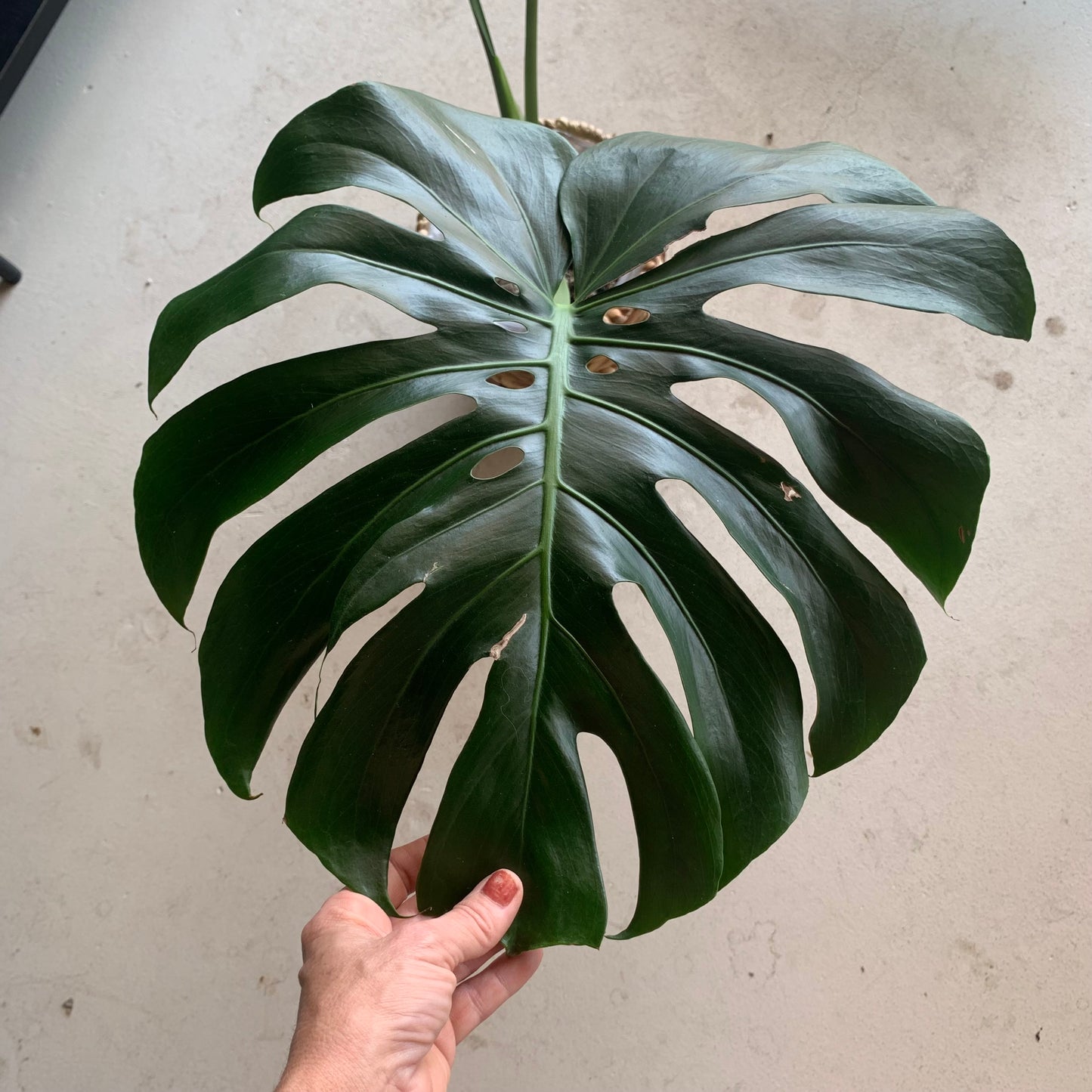 Monstera Deliciosa