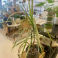 Marginata Colorama Dracaena