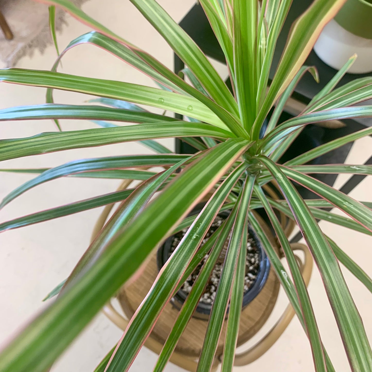 Marginata Colorama Dracaena