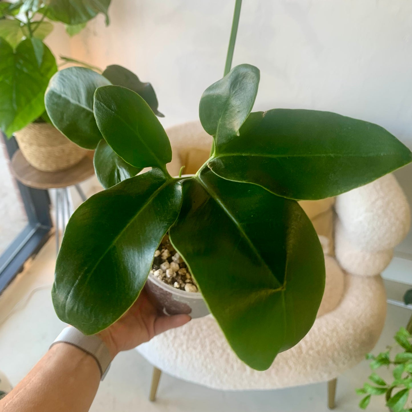 Philodendron Goeldii