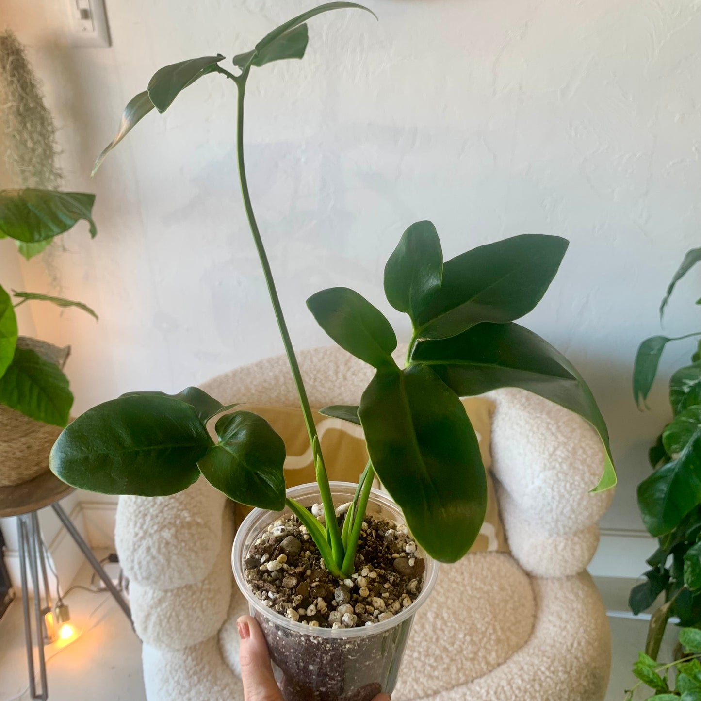 Philodendron Goeldii