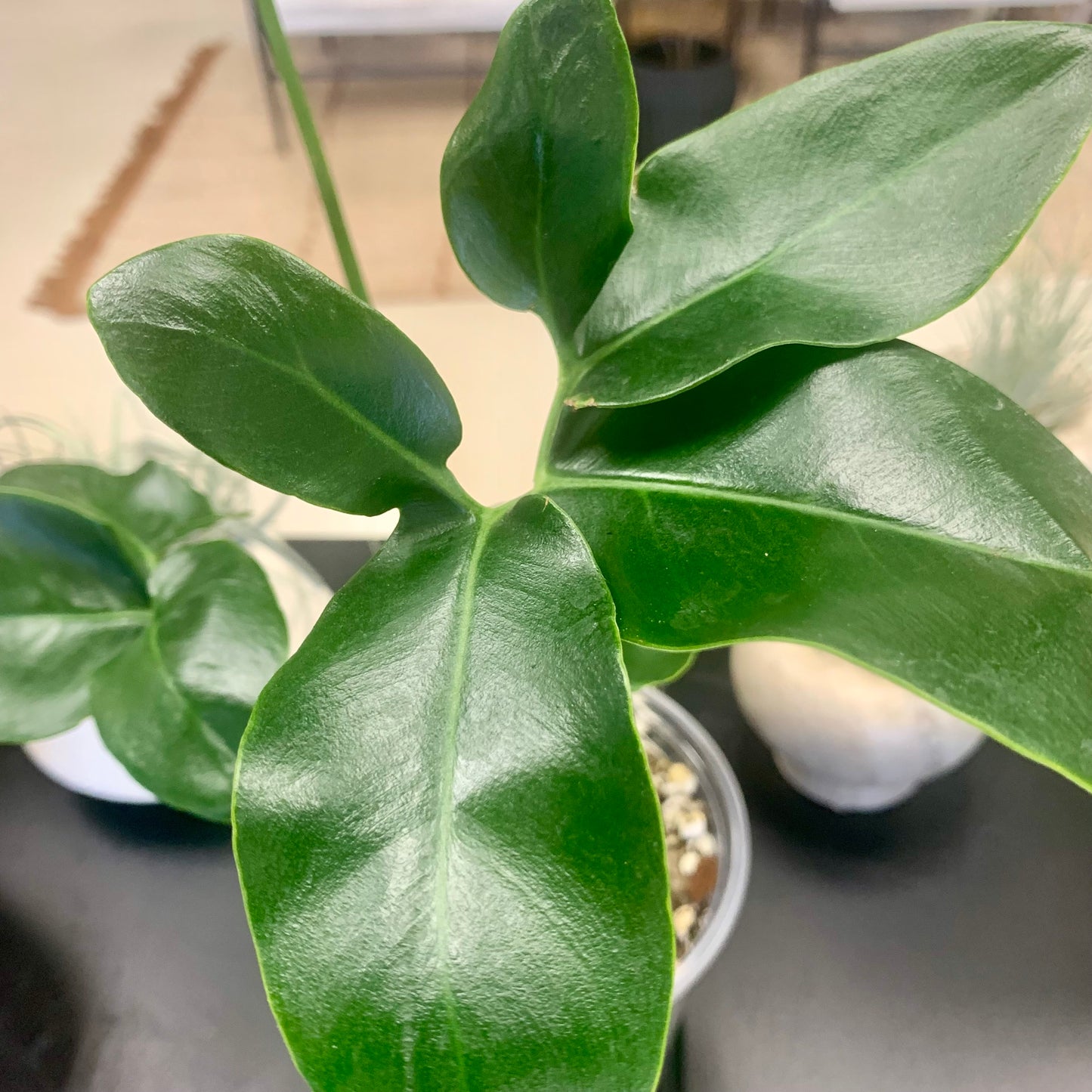 Philodendron Goeldii