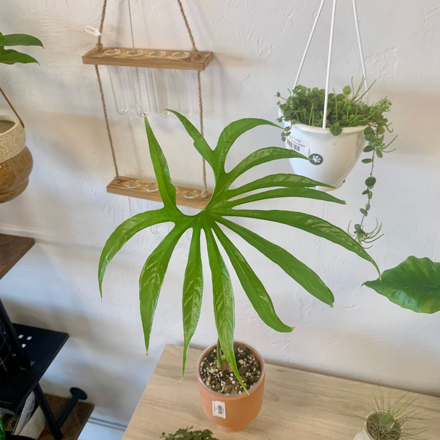 Anthurium Fingers