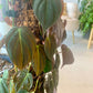 Philodendron Micans | Velvet Leaf
