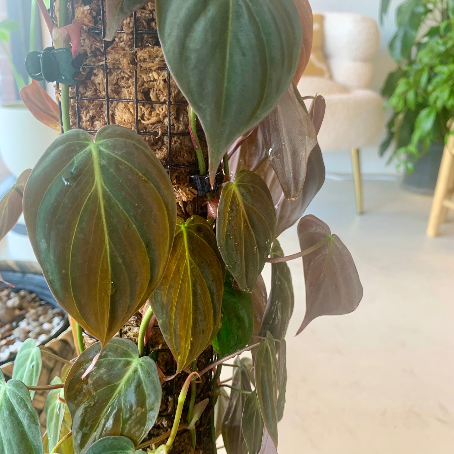 Philodendron Micans | Velvet Leaf