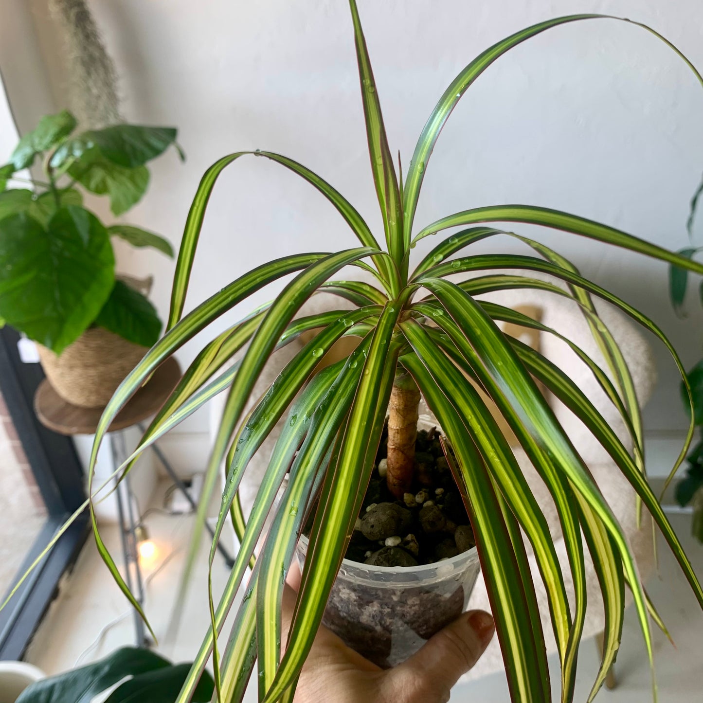 Ray of Sunshine Dracaena