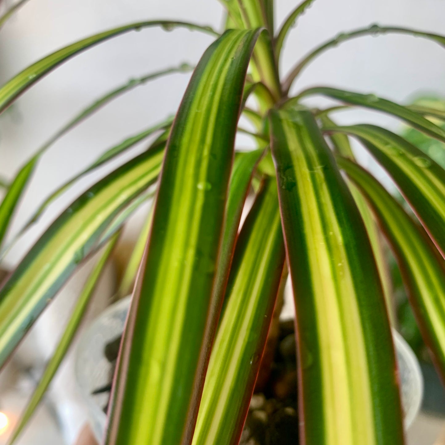 Ray of Sunshine Dracaena