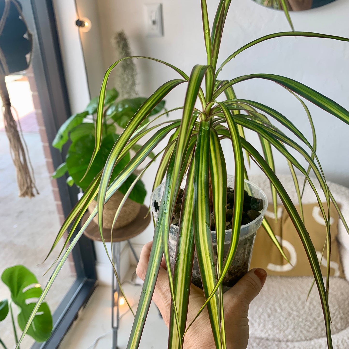 Ray of Sunshine Dracaena