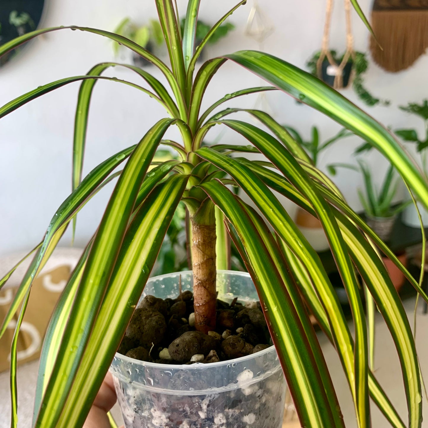 Ray of Sunshine Dracaena