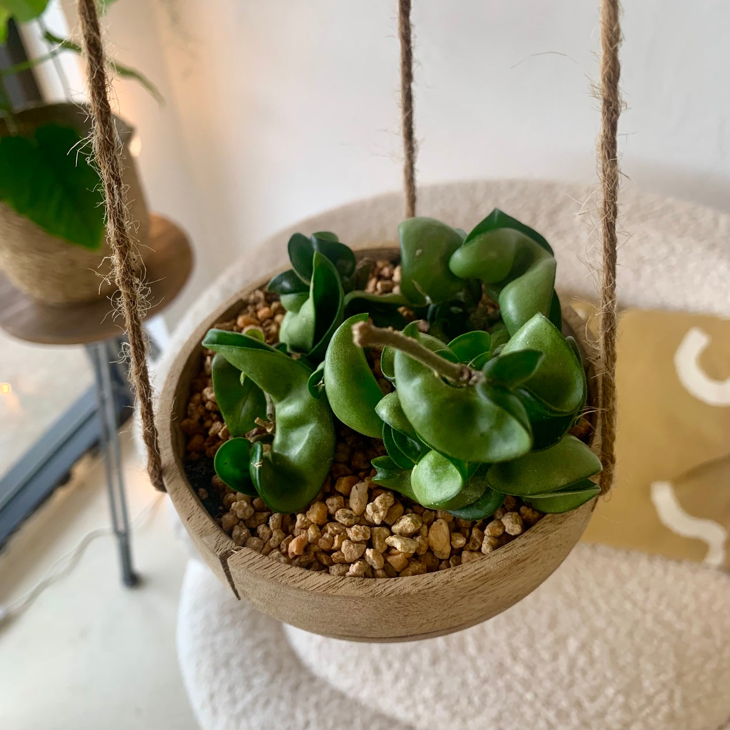 Potted Hoya Hindu Rope