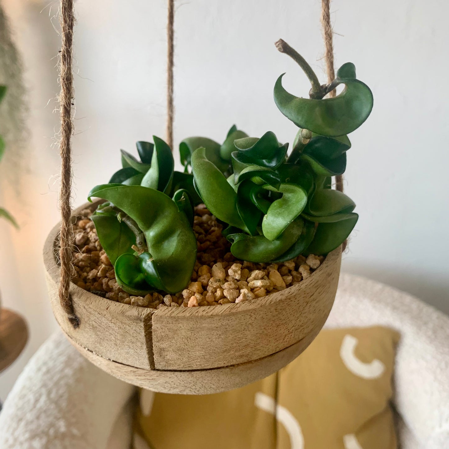 Potted Hoya Hindu Rope