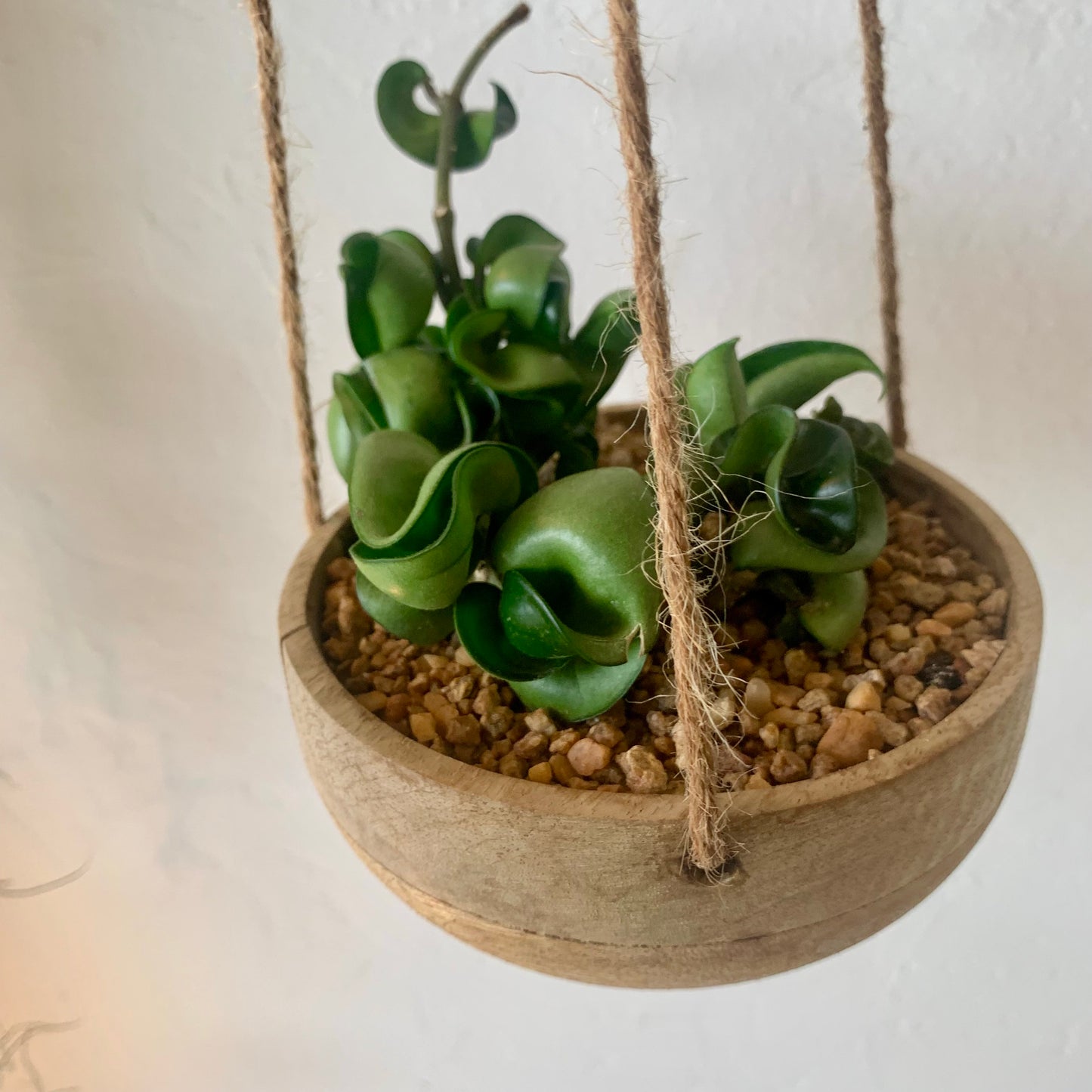 Potted Hoya Hindu Rope