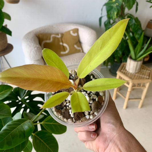 Golden Crocodile Philodendron