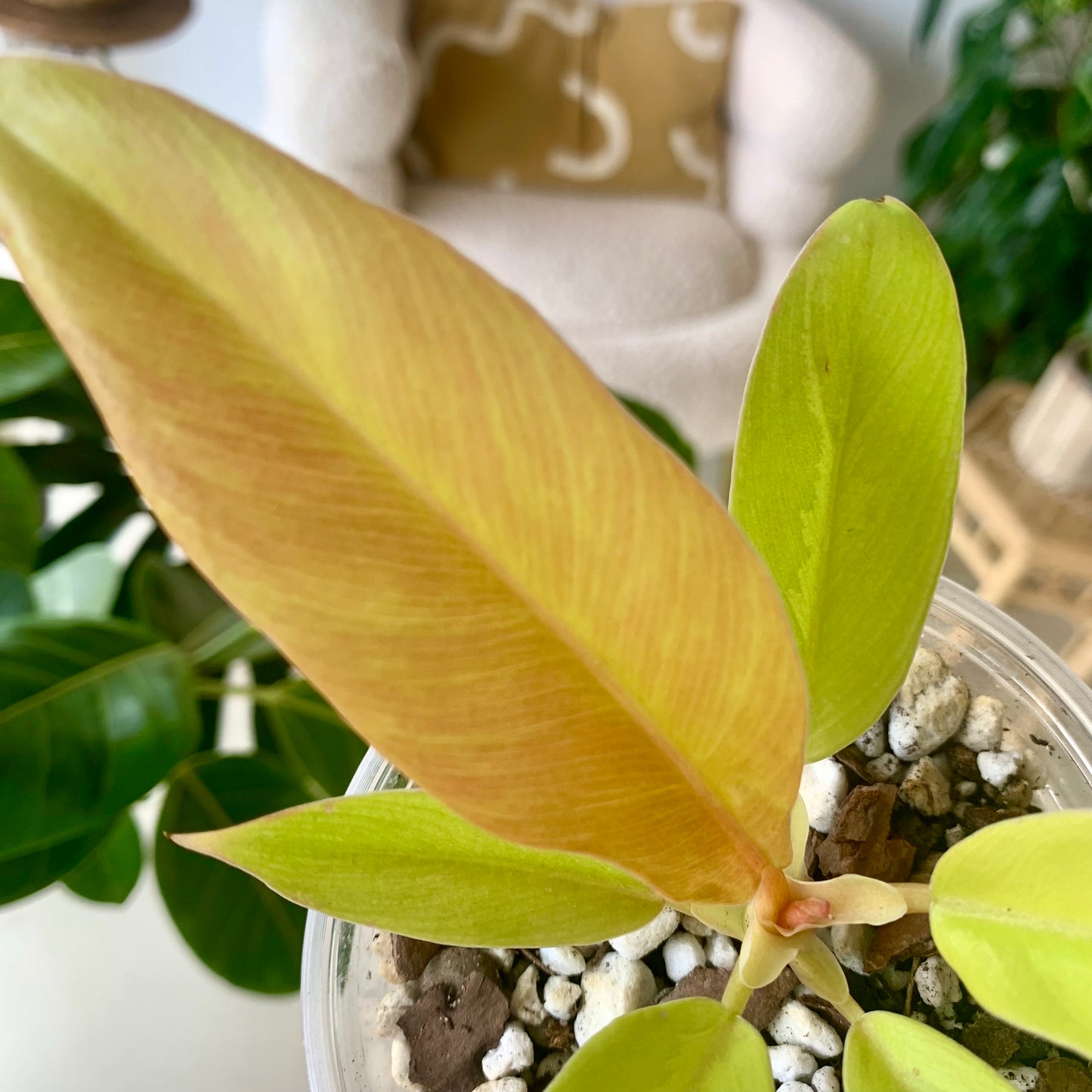 Golden Crocodile Philodendron