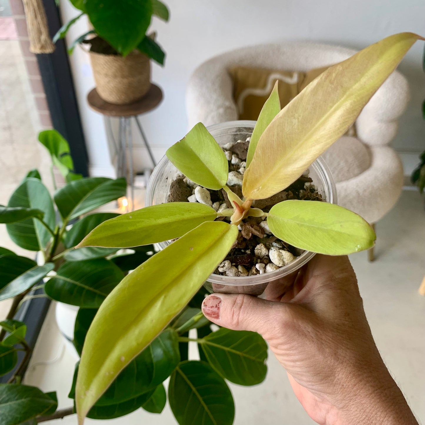 Golden Crocodile Philodendron