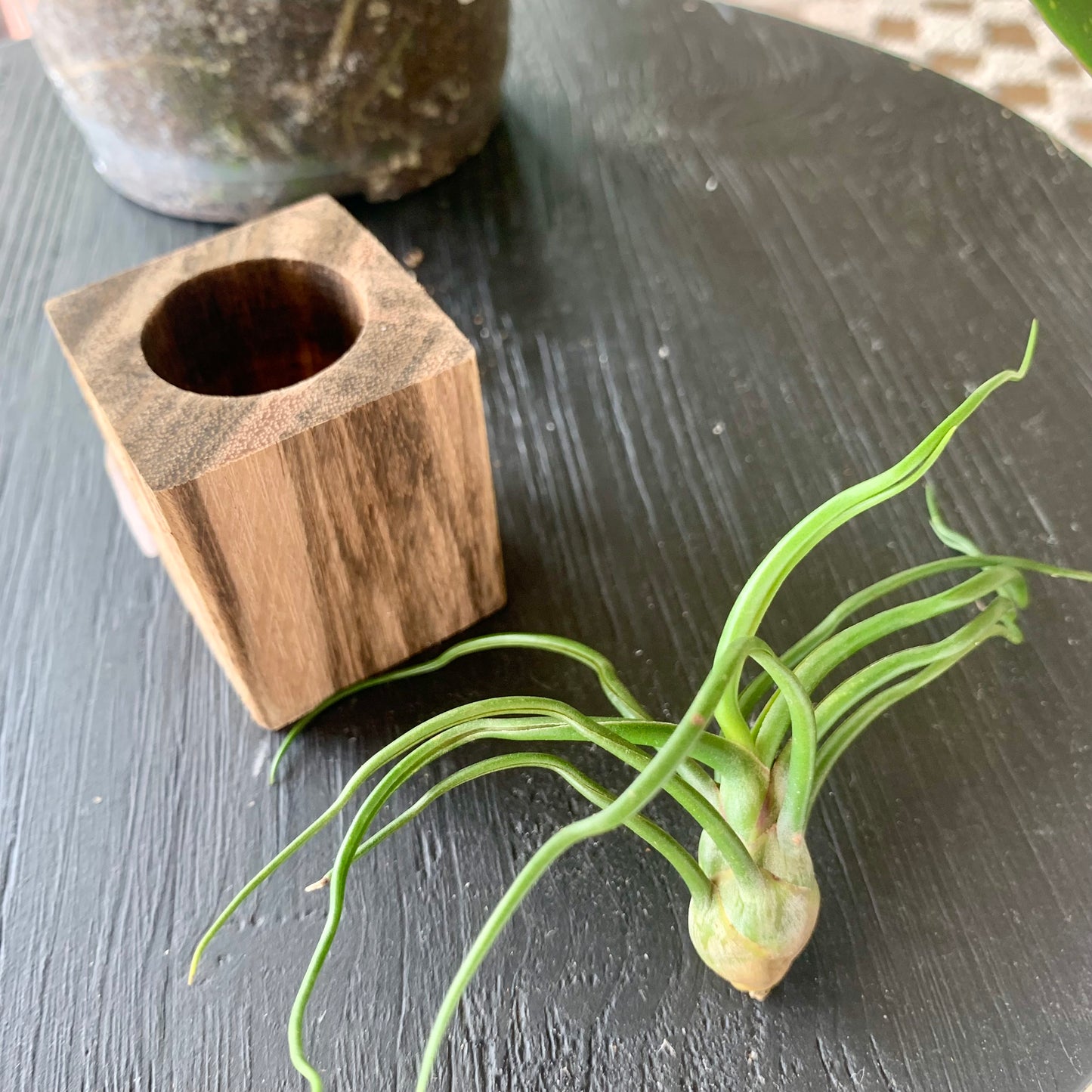 Bulbosa Air Plant