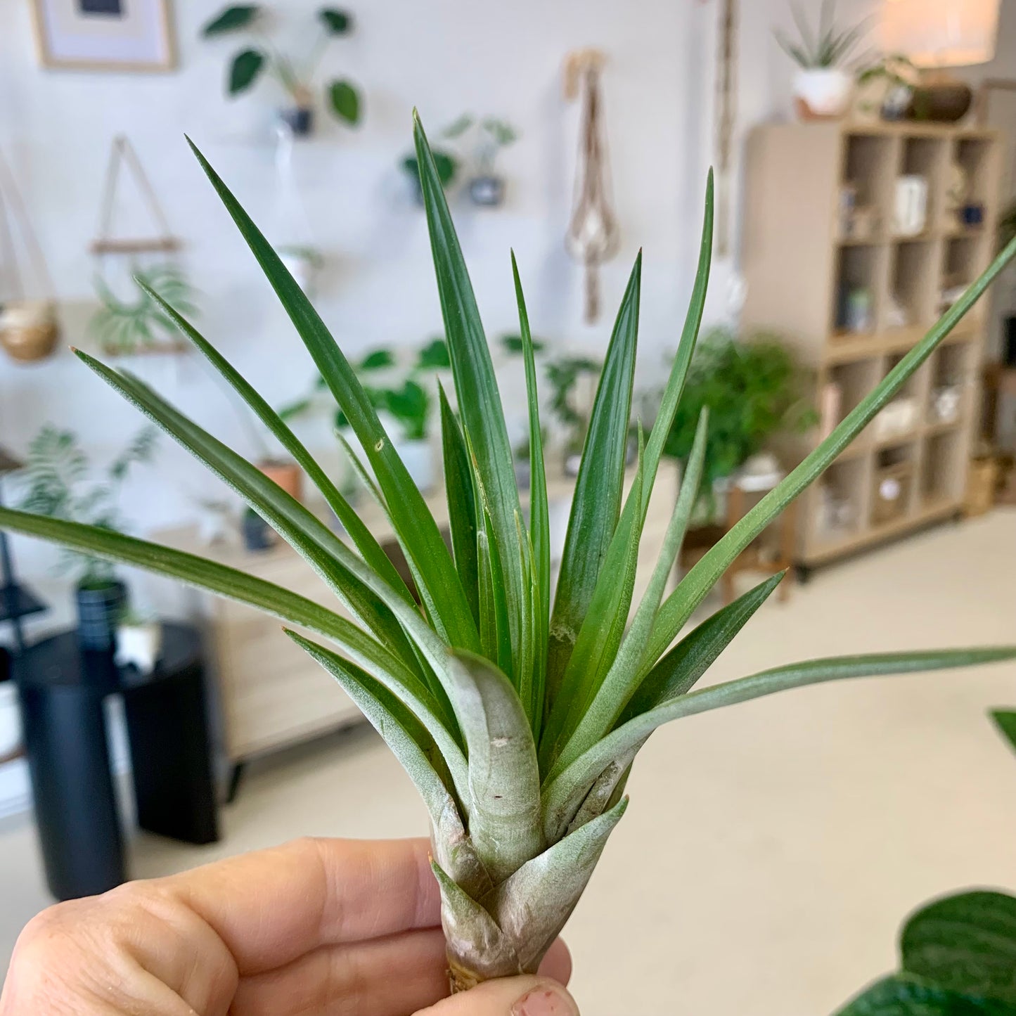 Tillandsia Fasciculata 'Tropiflora' Air Plant