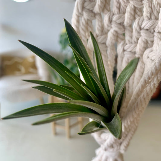 Tillandsia Fasciculata 'Tropiflora' Air Plant