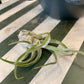 Tillandsia Pruinosa Guatemala Air Plant