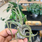 Tillandsia Pruinosa Guatemala Air Plant