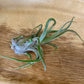 Tillandsia Pruinosa Guatemala Air Plant