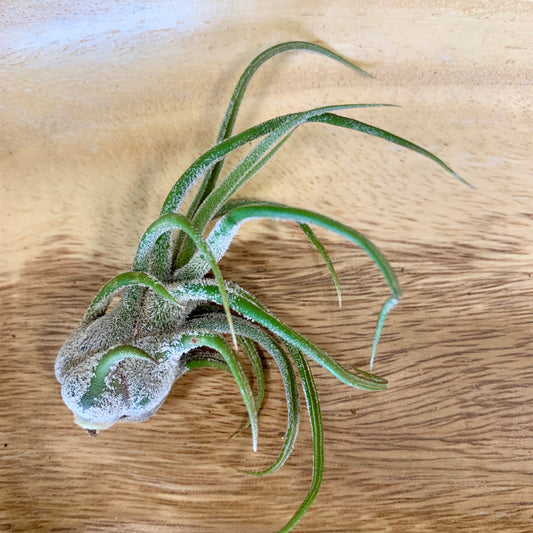 Tillandsia Pruinosa Guatemala Air Plant