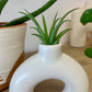 Vase | Air Plant Holder