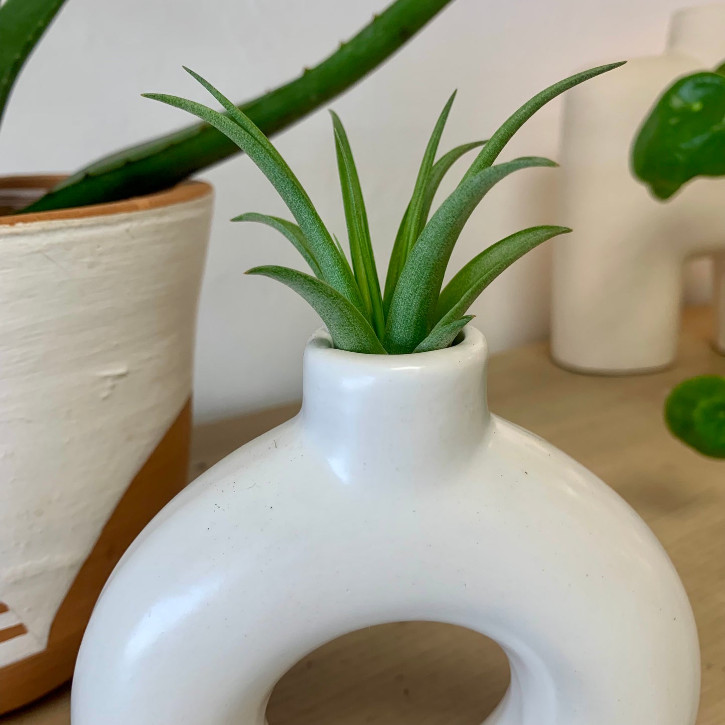 Vase | Air Plant Holder