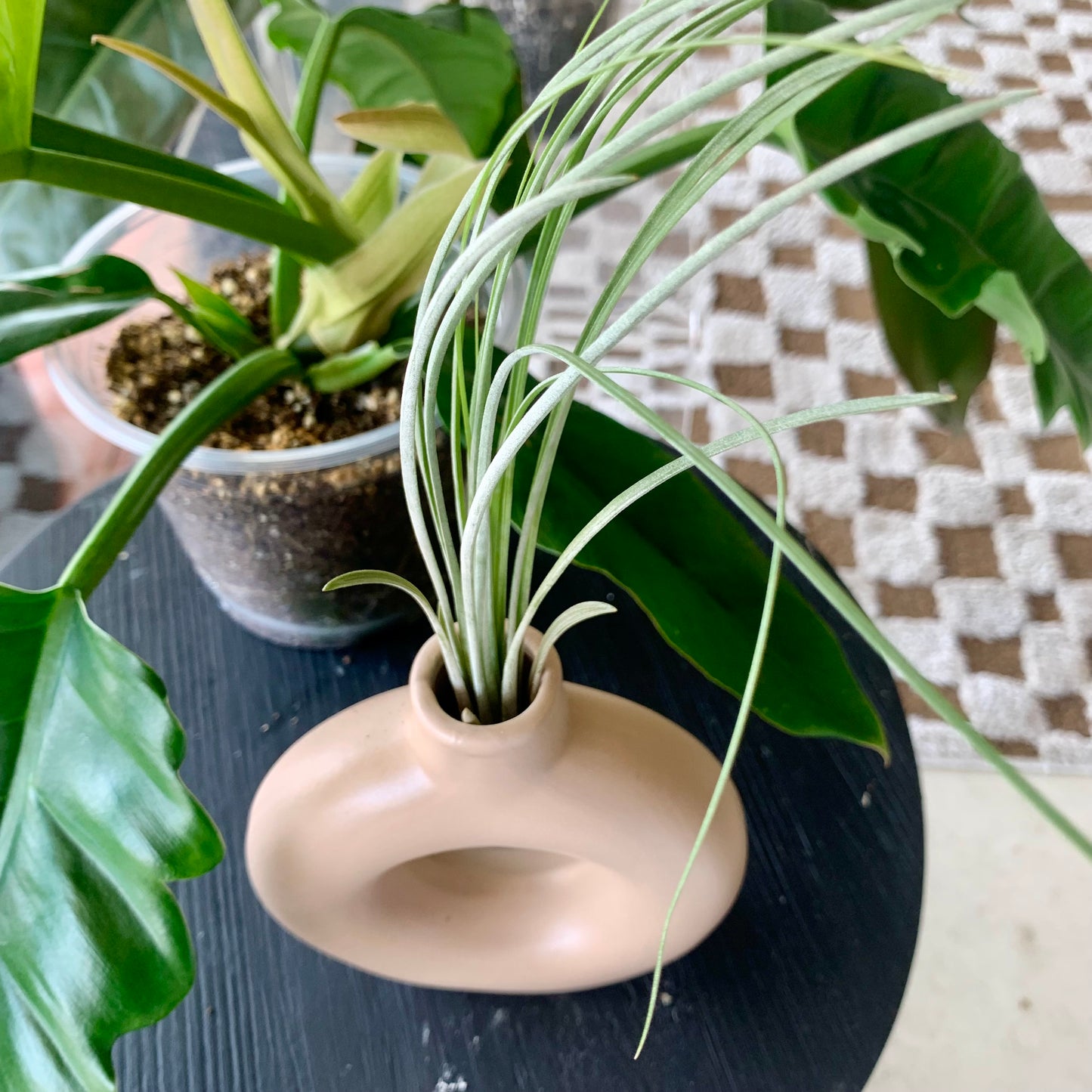 Vase | Air Plant Holder