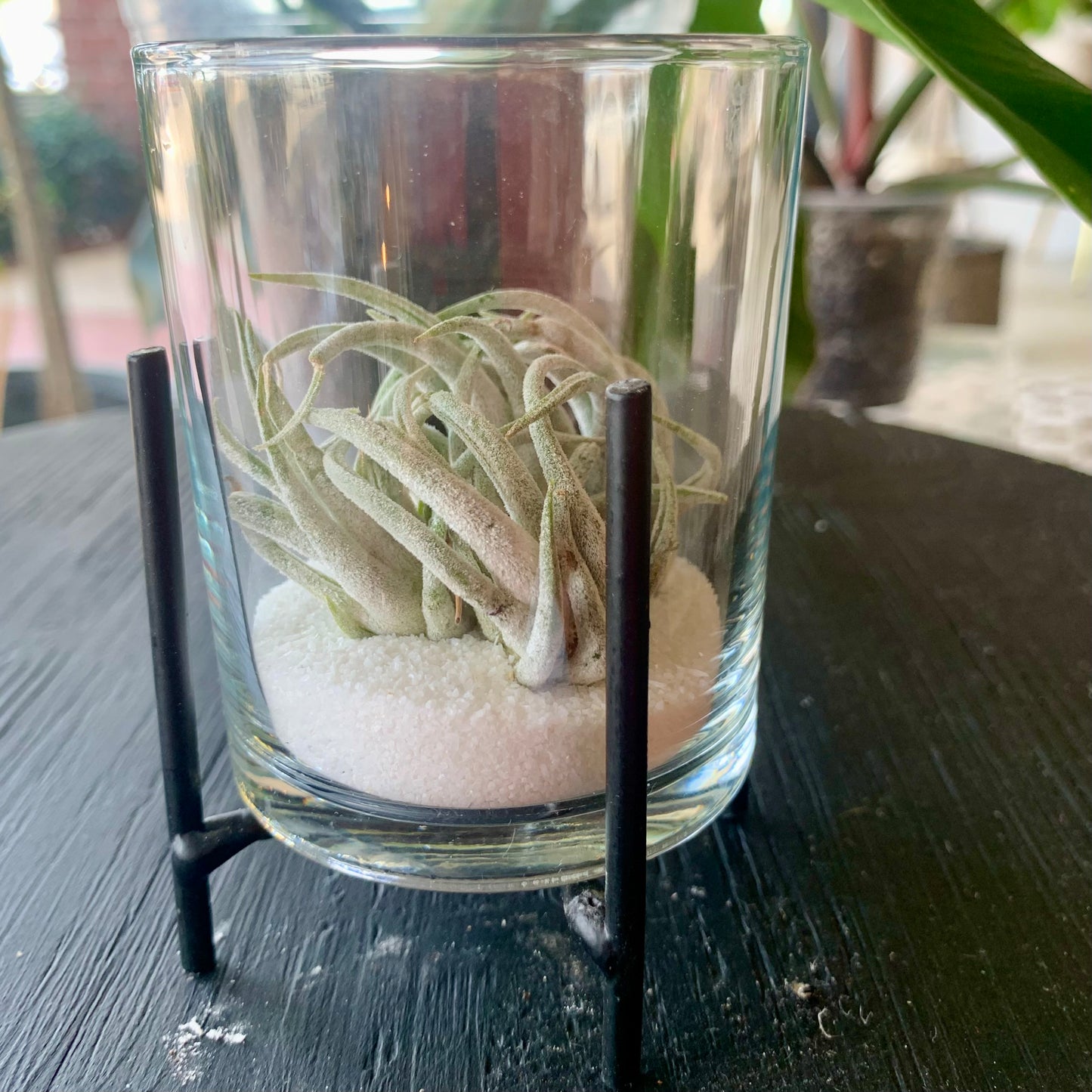 Ionantha Druid Clump in Sand