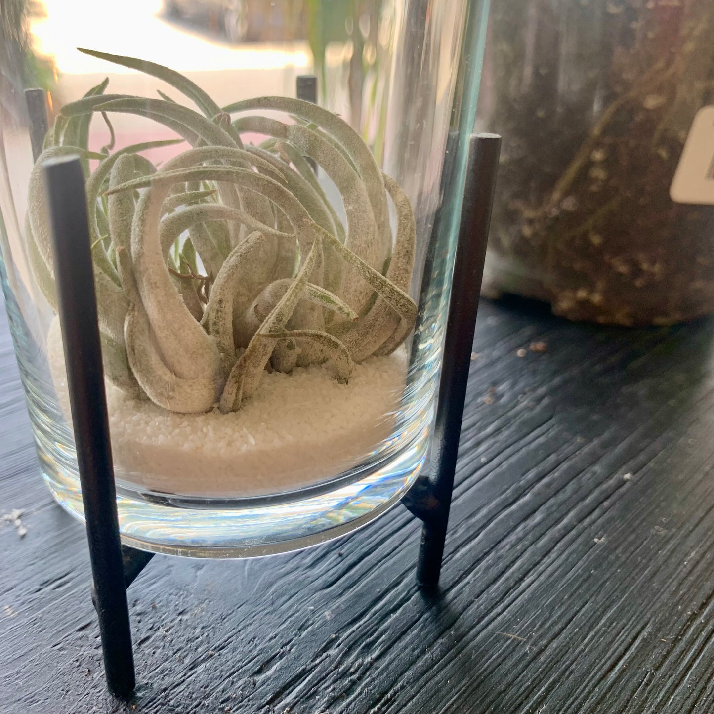 Ionantha Druid Clump in Sand