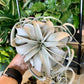 Xerographica Air Plants