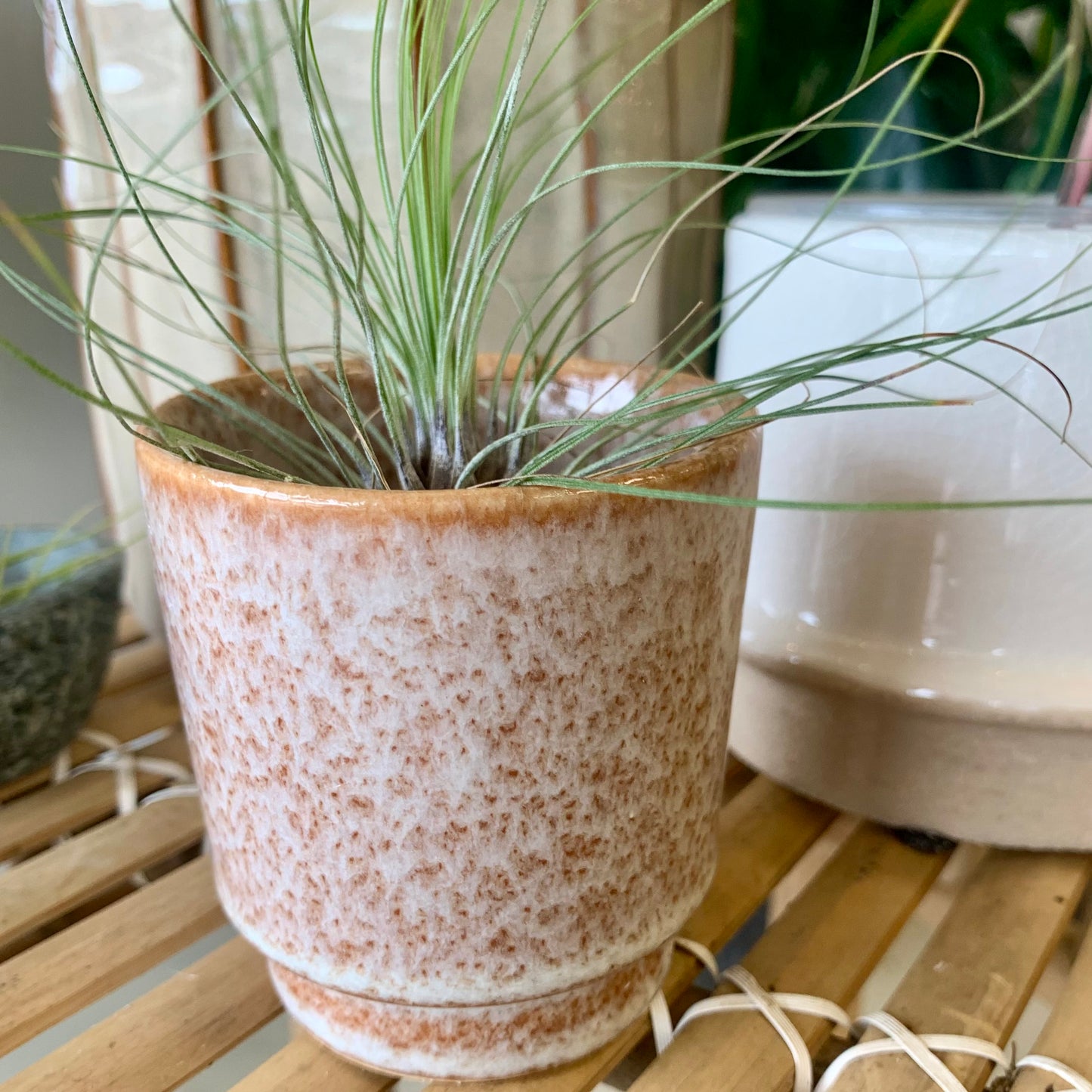 Mini Pot | Air Plant Holder