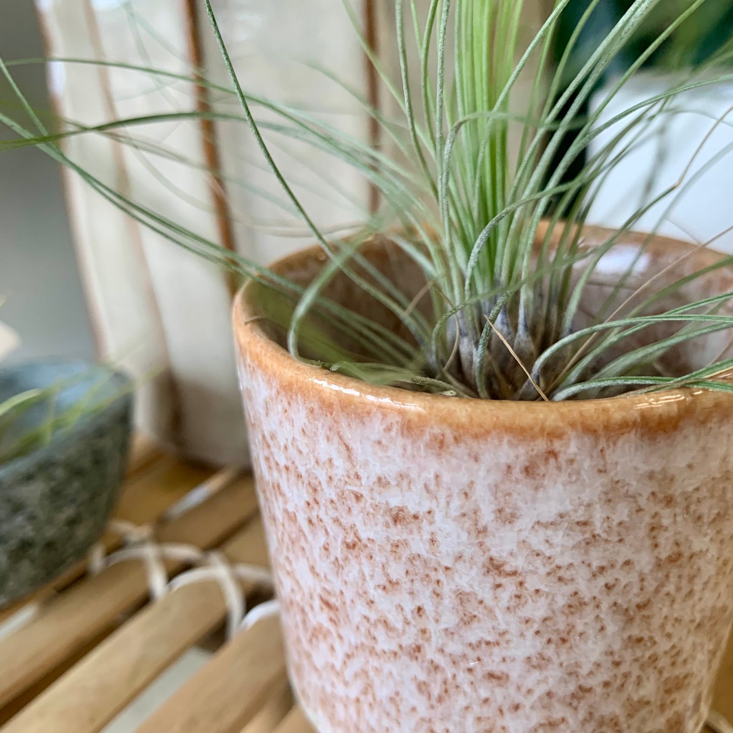 Mini Pot | Air Plant Holder