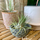 Mini Pot | Air Plant Holder