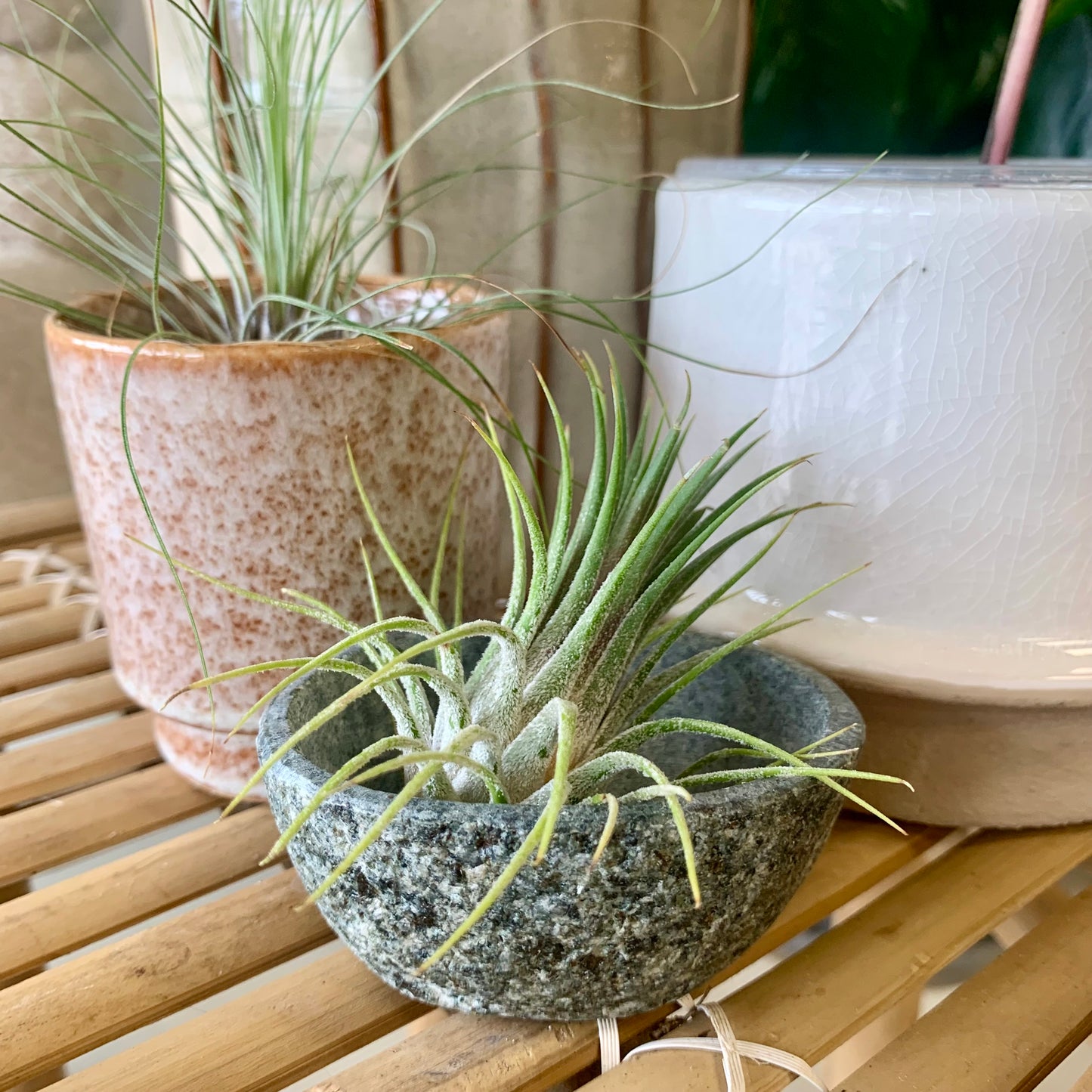 Mini Pot | Air Plant Holder