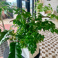 China Doll Plant