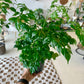 China Doll Plant