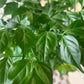 China Doll Plant