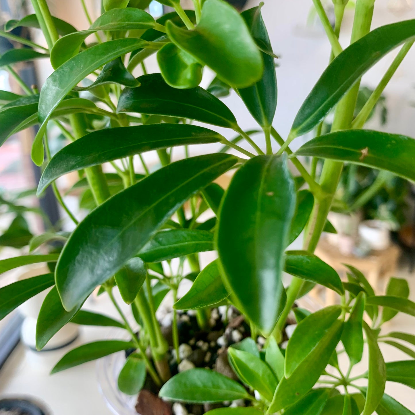 Schefflera Arboricola "Umbrella Tree"