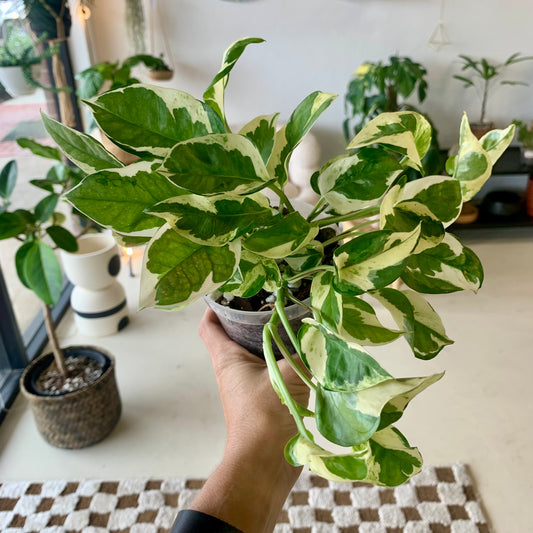 Pearls and Jade Pothos