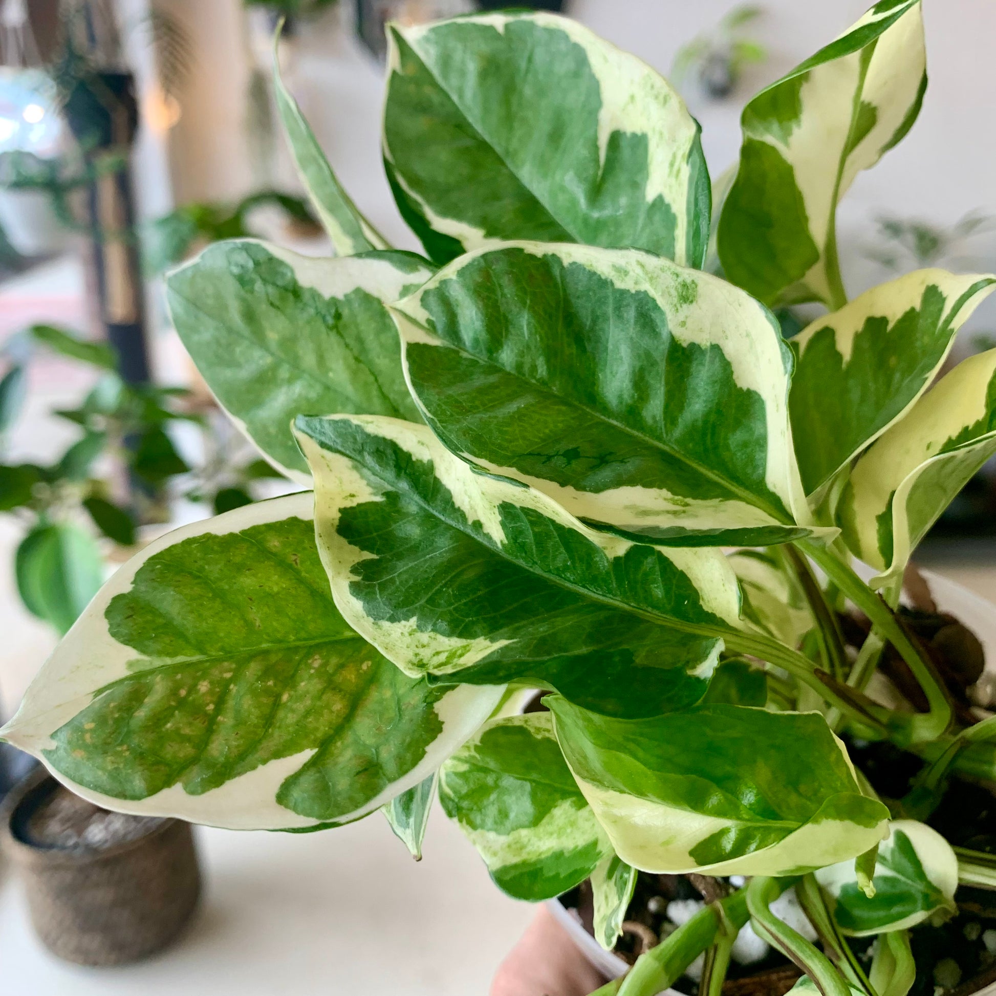 Pearls and Jade Pothos