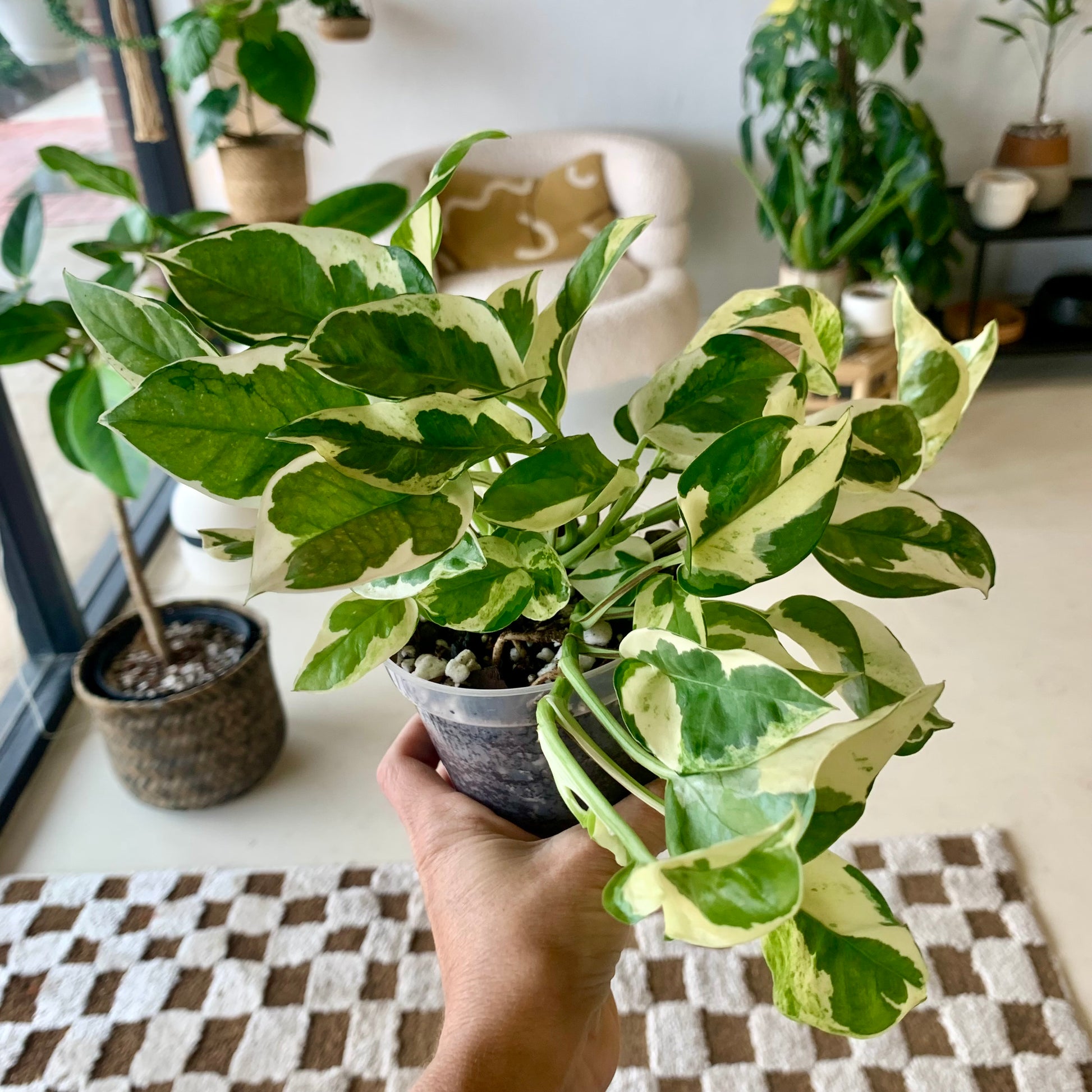 Pearls and Jade Pothos