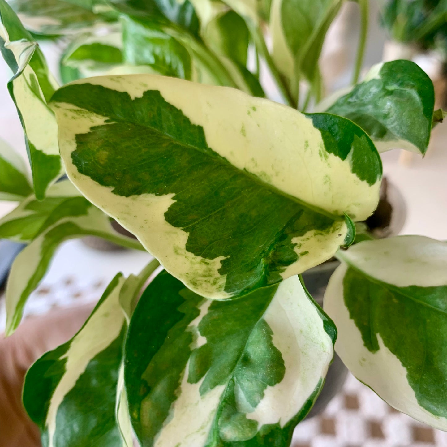 Pearls and Jade Pothos