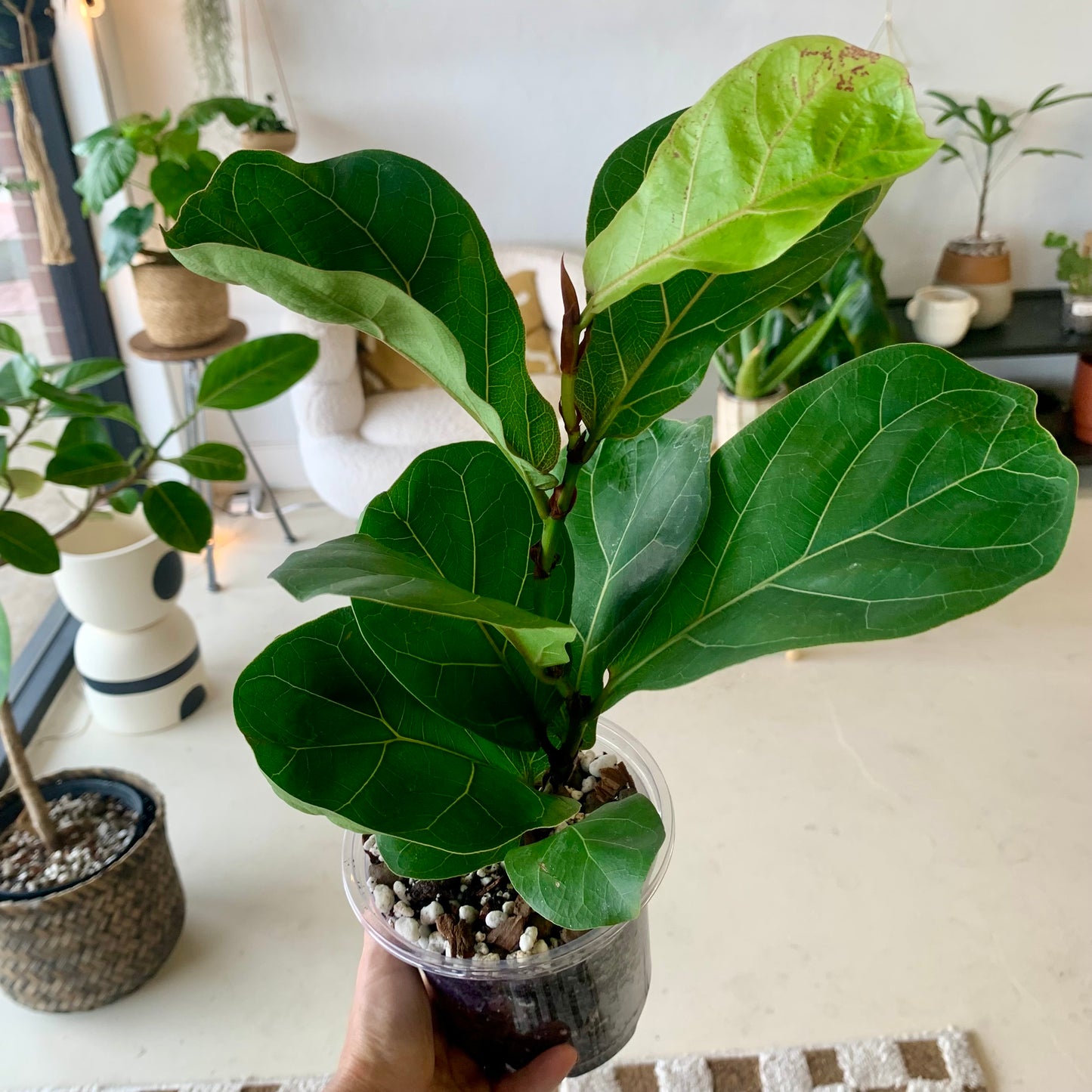 Fiddle Leaf Fig