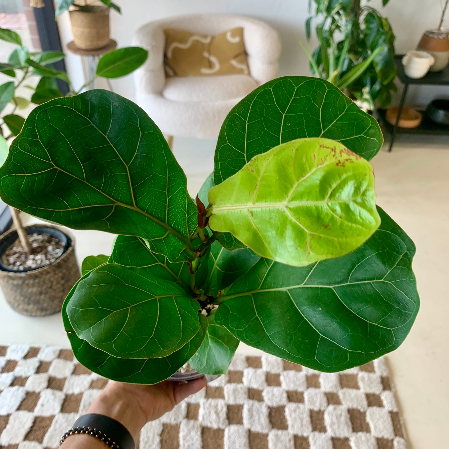 Fiddle Leaf Fig