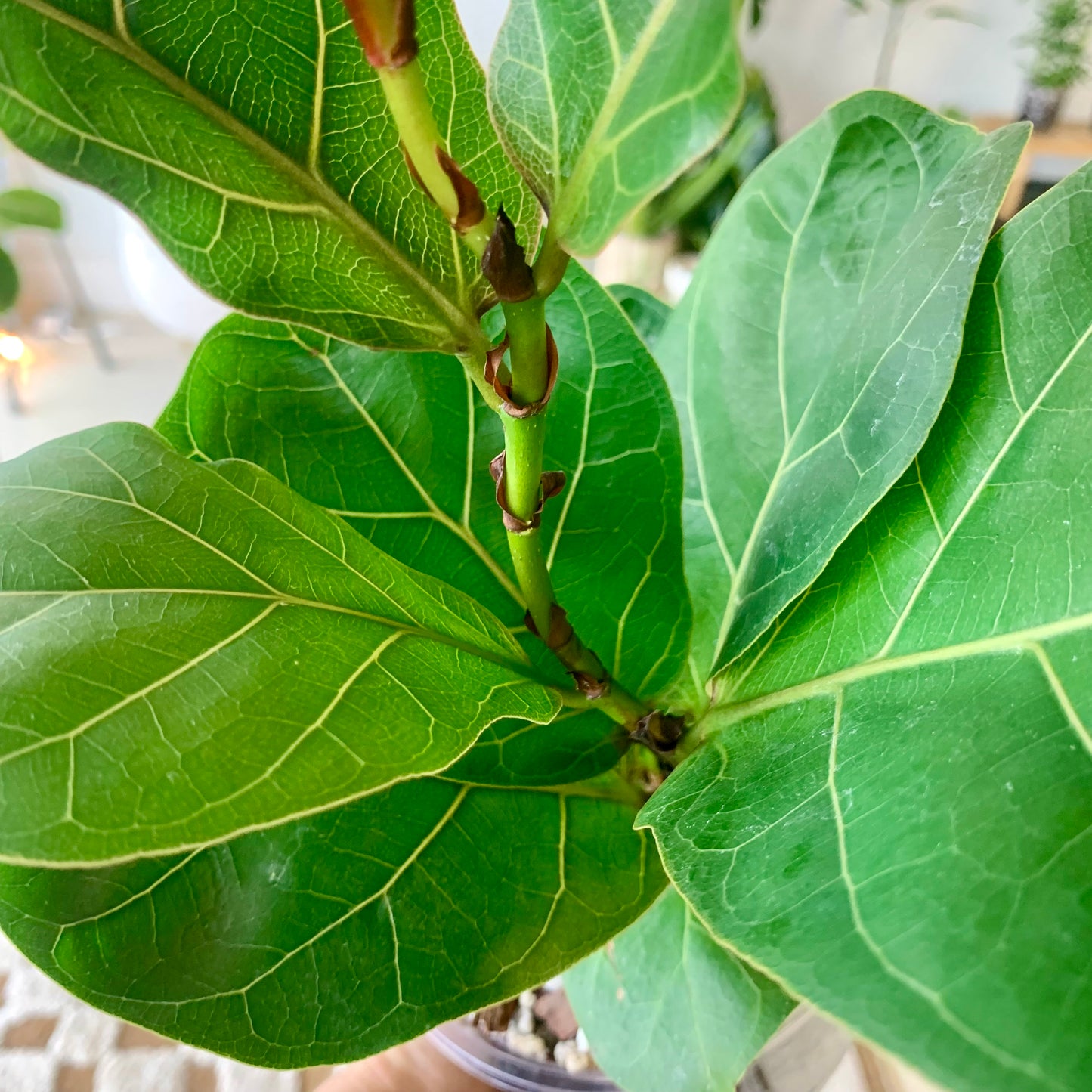 Fiddle Leaf Fig